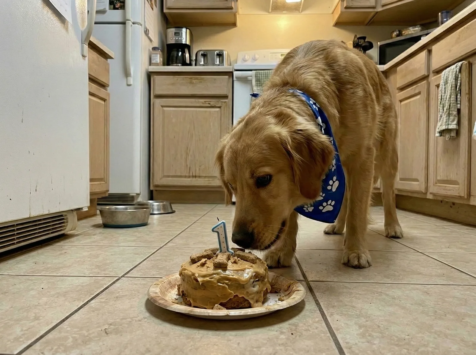 Perro disfrutando su tarta